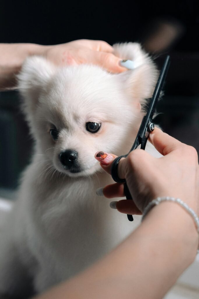 Woman Cutting Dogs Hair