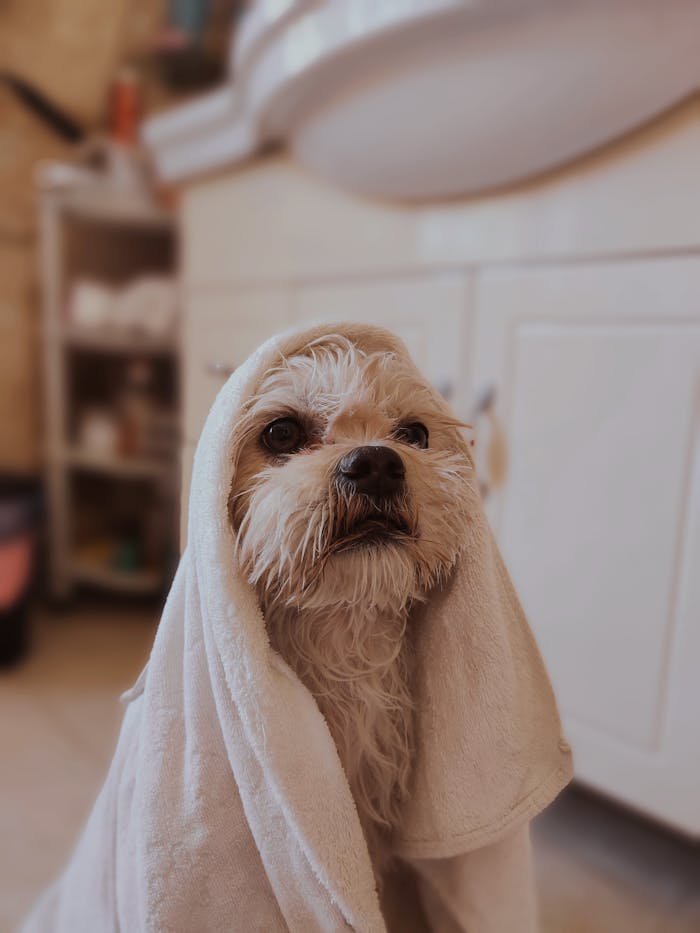 White Little Dog with White Towel on Head